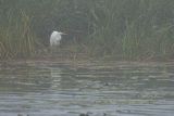 Czapla biała, Casmerodius albus, Ardea alba, Egretta alba