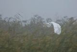 Czapla biała, Casmerodius albus, Ardea alba, Egretta alba