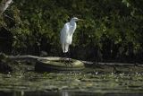 Czapla biała, Casmerodius albus, Ardea alba, Egretta alba na oponie, rzeka Nogat, żuławy Wislane