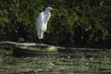 Czapla biała, Casmerodius albus, Ardea alba, Egretta alba na oponie, rzeka Nogat, żuławy Wislane