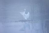 Czapla biała, Casmerodius albus, Ardea alba, Egretta alba