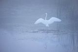 Czapla biała, Casmerodius albus, Ardea alba, Egretta alba