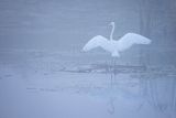 Czapla biała, Casmerodius albus, Ardea alba, Egretta alba