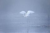 Czapla biała, Casmerodius albus, Ardea alba, Egretta alba