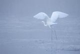 Czapla biała, Casmerodius albus, Ardea alba, Egretta alba