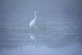 Czapla biała, Casmerodius albus, Ardea alba, Egretta alba