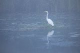 Czapla biała, Casmerodius albus, Ardea alba, Egretta alba