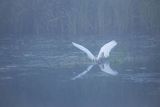 Czapla biała, Casmerodius albus, Ardea alba, Egretta alba