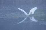 Czapla biała, Casmerodius albus, Ardea alba, Egretta alba