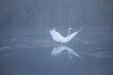 Czapla biała, Casmerodius albus, Ardea alba, Egretta alba