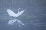 Czapla biała, Casmerodius albus, Ardea alba, Egretta alba