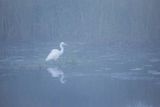 Czapla biała, Casmerodius albus, Ardea alba, Egretta alba