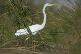 Czapla biała, Casmerodius albus, Ardea alba, Egretta alba