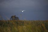 Czapla biała, Casmerodius albus, Ardea alba, Egretta alba