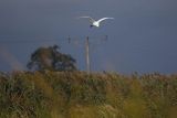 Czapla biała, Casmerodius albus, Ardea alba, Egretta alba