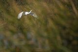 Czapla biała, Casmerodius albus, Ardea alba, Egretta alba