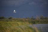 Czapla biała, Casmerodius albus, Ardea alba, Egretta alba