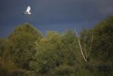 Czapla biała, Casmerodius albus, Ardea alba, Egretta alba