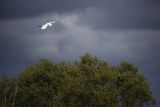 Czapla biała, Casmerodius albus, Ardea alba, Egretta alba