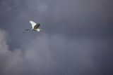 Czapla biała, Casmerodius albus, Ardea alba, Egretta alba