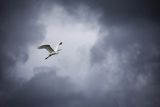 Czapla biała, Casmerodius albus, Ardea alba, Egretta alba