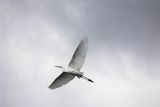 Czapla biała, Casmerodius albus, Ardea alba, Egretta alba