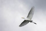 Czapla biała, Casmerodius albus, Ardea alba, Egretta alba