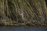 Czapla biała, Casmerodius albus, Ardea alba, Egretta alba