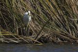 Czapla biała, Casmerodius albus, Ardea alba, Egretta alba