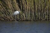 Czapla biała, Casmerodius albus, Ardea alba, Egretta alba