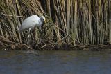 Czapla biała, Casmerodius albus, Ardea alba, Egretta alba