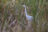 Czapla biała, Casmerodius albus, Ardea alba, Egretta alba