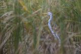 Czapla biała, Casmerodius albus, Ardea alba, Egretta alba