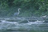 czapla siwa Ardea cinerea