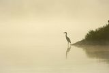 Czapla siwa, Ardea cinerea