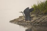 Czapla siwa, Ardea cinerea