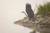 Czapla siwa, Ardea cinerea