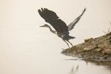 Czapla siwa, Ardea cinerea