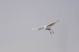 czapla biała, Casmerodius albus, Ardea alba, Egretta alba, Bagna Biebrzańskie