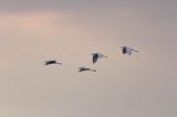 czapla biała, Casmerodius albus, Ardea alba, Egretta alba, Bagna Biebrzańskie