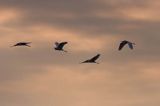 czapla biała, Casmerodius albus, Ardea alba, Egretta alba, Bagna Biebrzańskie