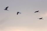 czapla biała, Casmerodius albus, Ardea alba, Egretta alba, Bagna Biebrzańskie