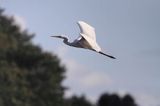 czapla biała, Casmerodius albus, Ardea alba, Egretta alba