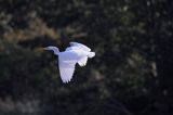 czapla biała, Casmerodius albus, Ardea alba, Egretta alba