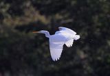 czapla biała, Casmerodius albus, Ardea alba, Egretta alba