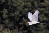 czapla biała, Casmerodius albus, Ardea alba, Egretta alba