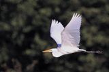 czapla biała, Casmerodius albus, Ardea alba, Egretta alba