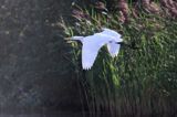 czapla biała, Casmerodius albus, Ardea alba, Egretta alba