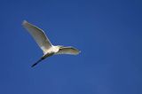 czapla biała, Casmerodius albus, Ardea alba, Egretta alba