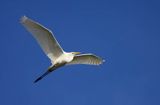 czapla biała, Casmerodius albus, Ardea alba, Egretta alba